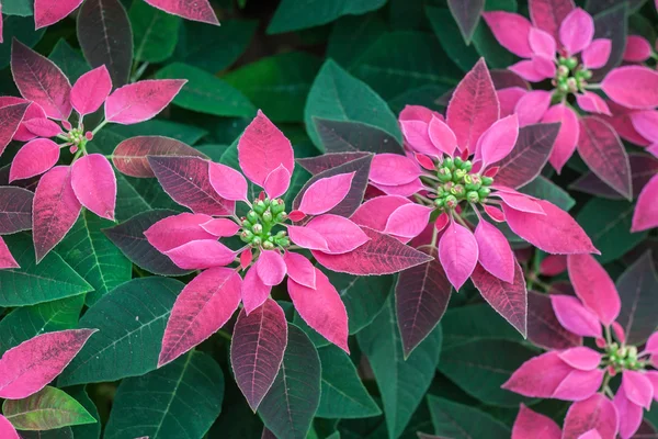 Christmas tree — Stock Photo, Image