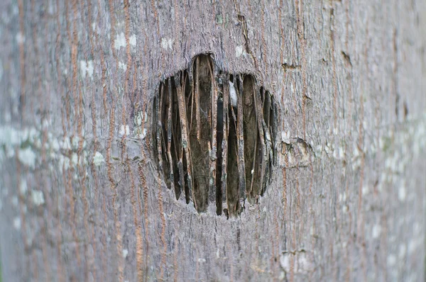 The hole on the bark tree — Stock Photo, Image
