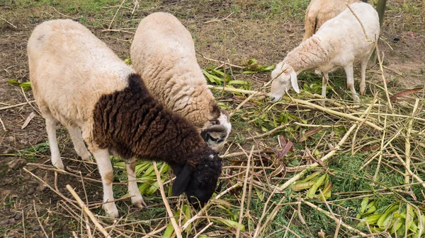 O rebanho de ovelhas está comendo sua comida — Fotografia de Stock