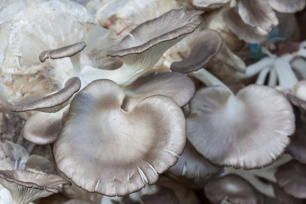 El cultivo de champiñones de ostra — Foto de Stock