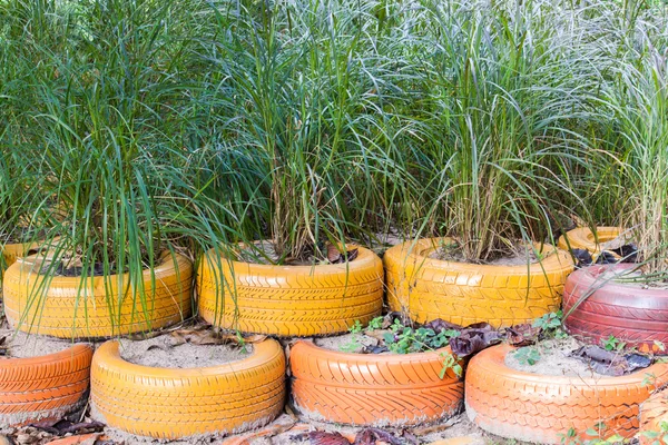 La planta crece en el colorido neumático usado —  Fotos de Stock