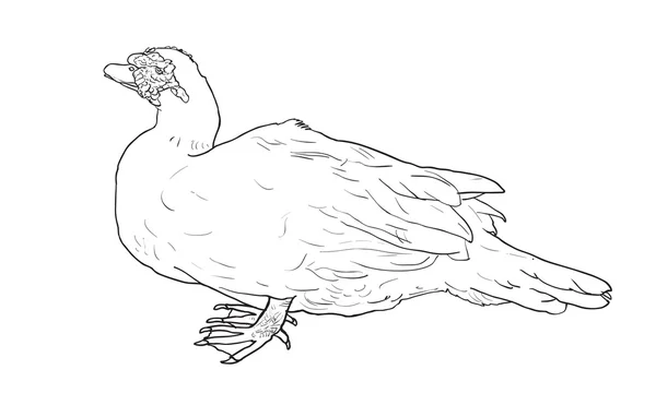 Pato blanco — Vector de stock