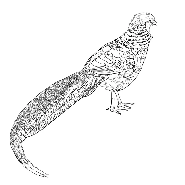 Золотой фазан — стоковый вектор