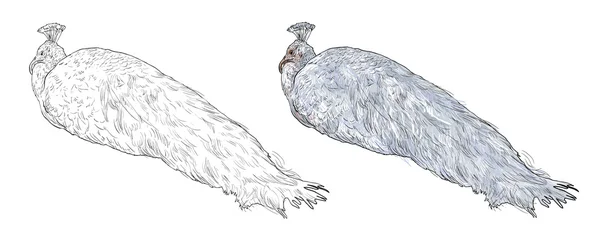 Hvit påfugl – stockvektor