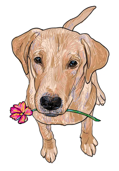 Labrador retriever — Image vectorielle