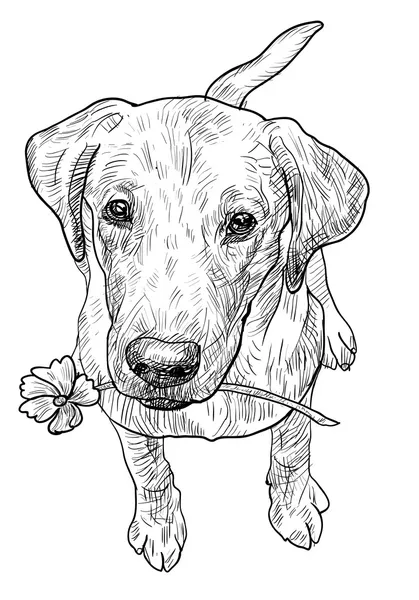 Labrador retriever — Vector de stock