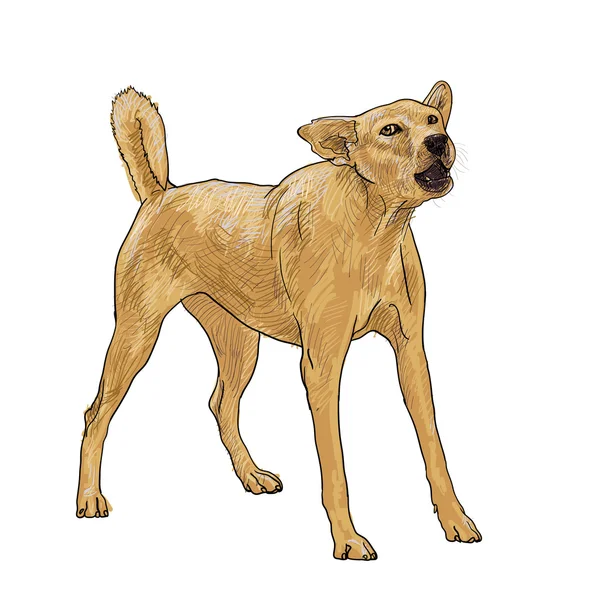 Hond blaffen — Stockvector