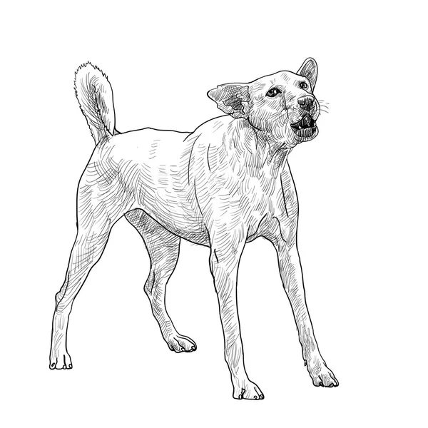 Chien aboyant — Image vectorielle