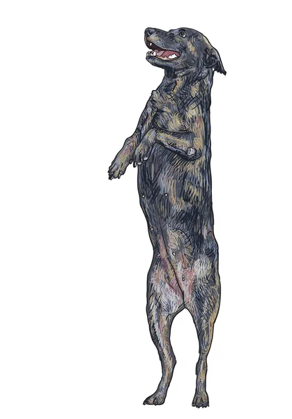 Standing dog — Stock Vector