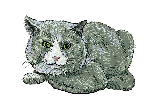 Британська короткошерста кішка — стоковий вектор