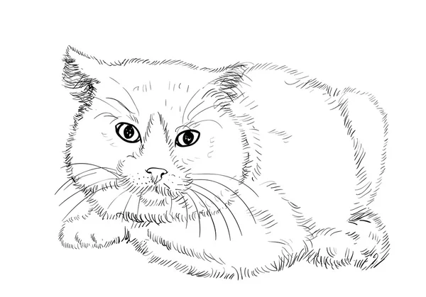 Británico taquigrafía gato — Vector de stock