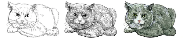 Αγγλίδα κοντή γάτα — Διανυσματικό Αρχείο