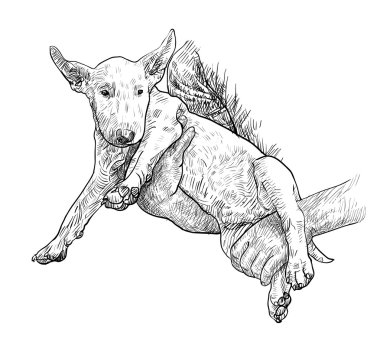 Genç boğa korkunç