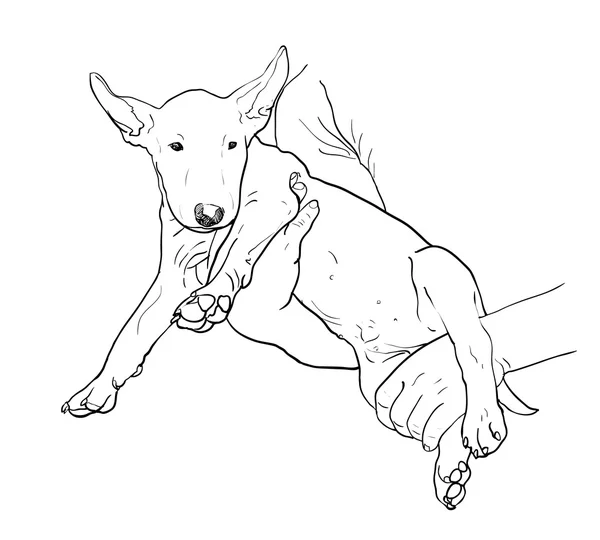 Junger Bullterrier — Stockvektor