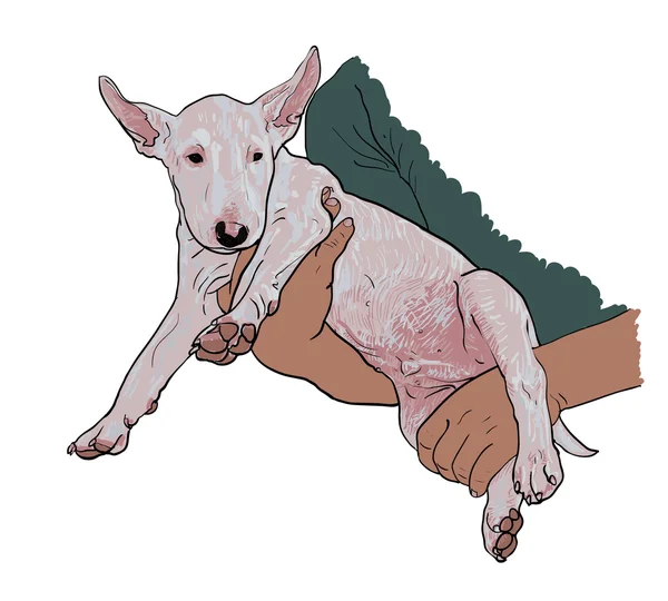 Tineri bull terrier — Vector de stoc