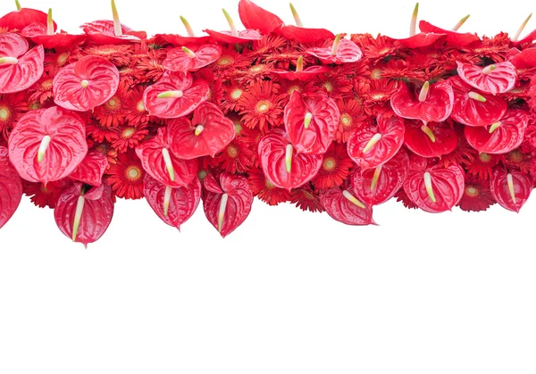 Flor de Flamenco y Crisantemo —  Fotos de Stock
