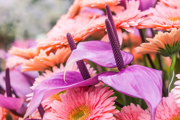 Flamingo çiçeği ve papatya çiçekler — Stok fotoğraf