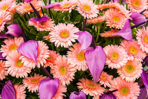 Chrysanthemenblumen und Flamingoblume — Stockfoto