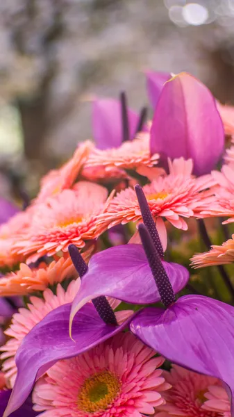 Chrysanthemum blommor och flamingo blomman — Stockfoto