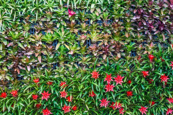 Bromeliad (Aechmea fasciata) — Stock Photo, Image