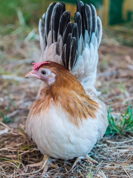 Bantam raça local na Tailândia — Fotografia de Stock