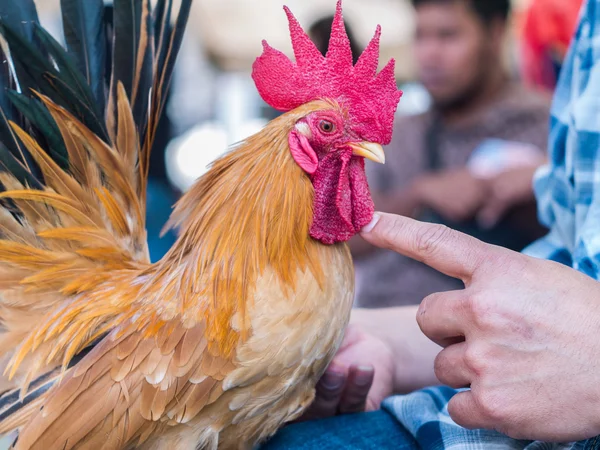 Local breed bantam in Thailand — Stock Photo, Image