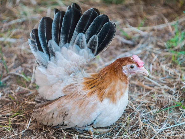 Bantam raça local na Tailândia — Fotografia de Stock