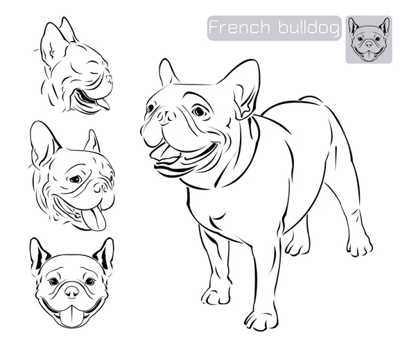 Teckningar av fransk bulldog — Stock vektor