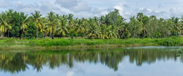 Jardin de noix de coco — Photo