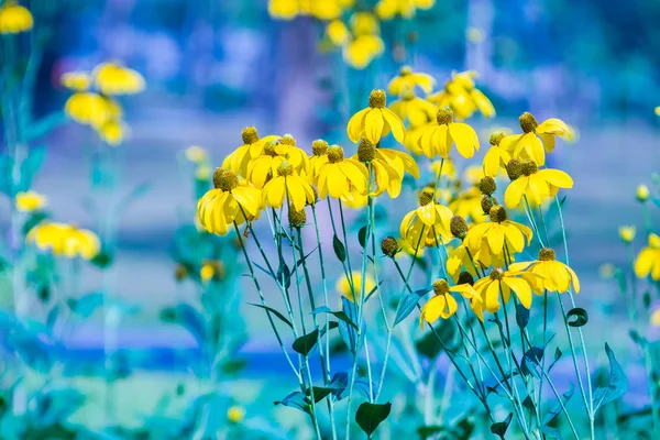 Svart-Eyed susan blomma — Stockfoto