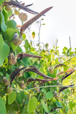 квітка aristolochia