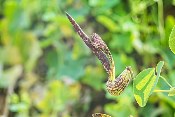 Aristolochia blomma — Stockfoto