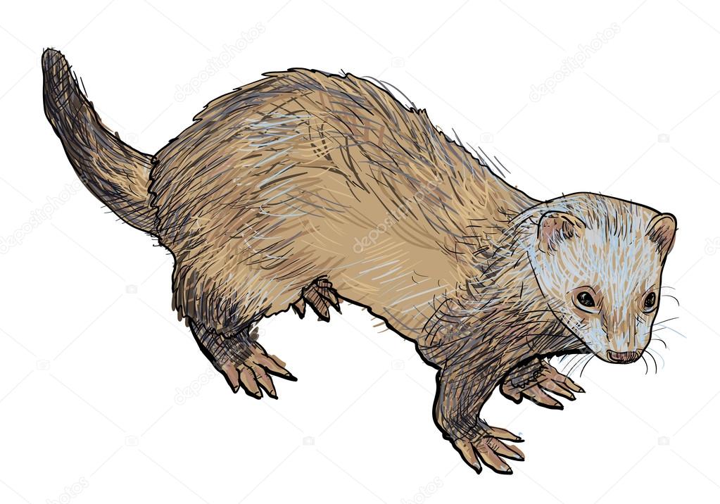Drawing of ferret