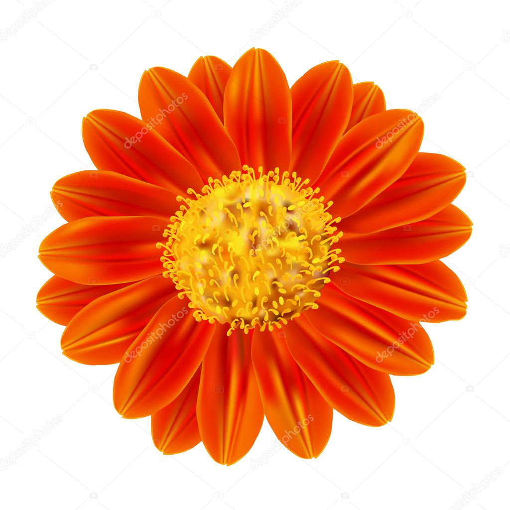 Mexican sunflower weed