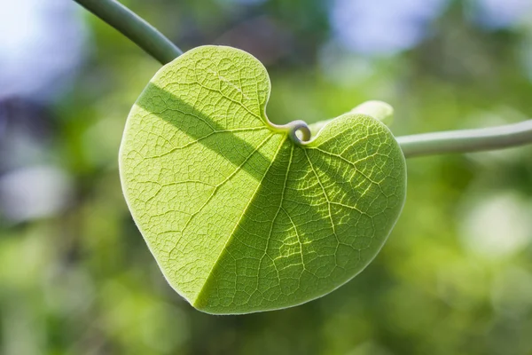 Forma do coração folha verde — Fotografia de Stock