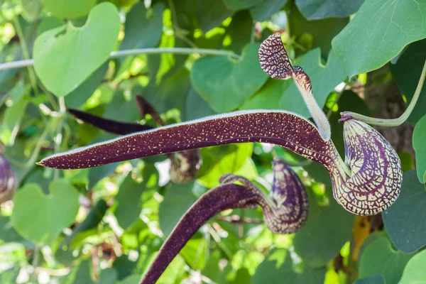 Квітка aristolochia — Stok fotoğraf