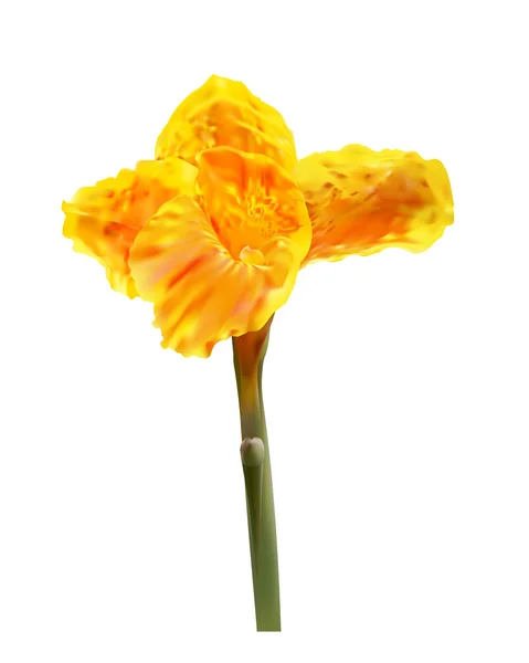 Canna kwiat — Wektor stockowy