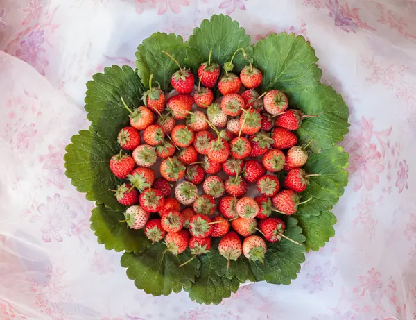 Fresas frescas rojas maduras —  Fotos de Stock