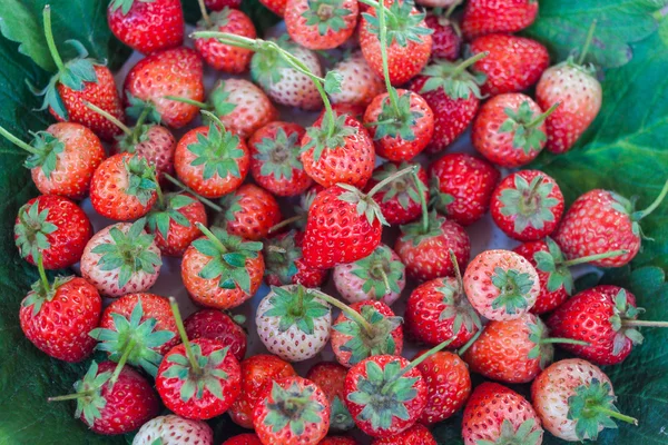 Fresh red ripe strawberries — Stock Photo, Image