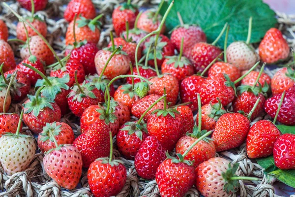 Fresas frescas rojas maduras —  Fotos de Stock