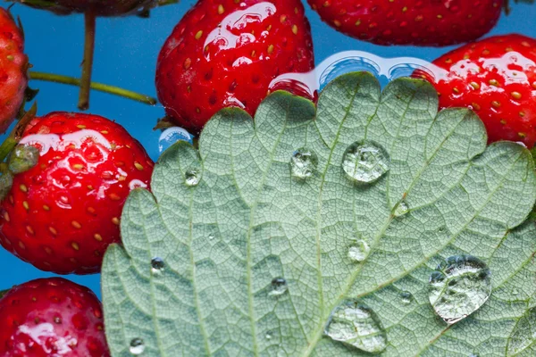 Drop on strawberries leaf — Stock Photo, Image