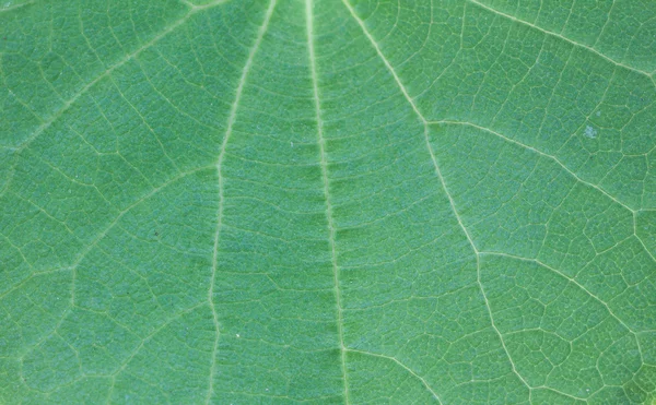 Macro of green leaf — Stock Photo, Image