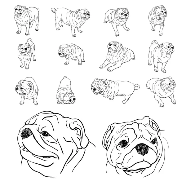 Conjunto de dibujo de pug — Vector de stock