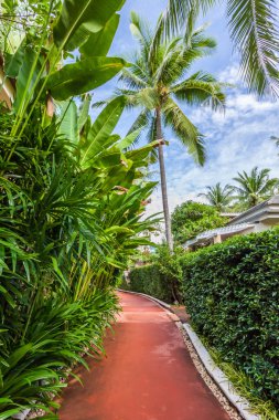 kırmızı, yeşil ağaçlı yolu