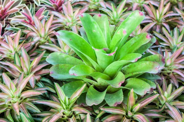 Bromeliad (Aechmea fasciata) — Stock Photo, Image