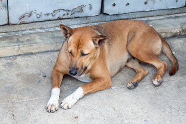 uykulu kahverengi köpek