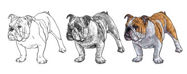 Genç bulldog