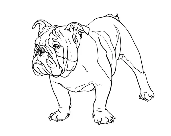 Ung bulldogg — Stock vektor