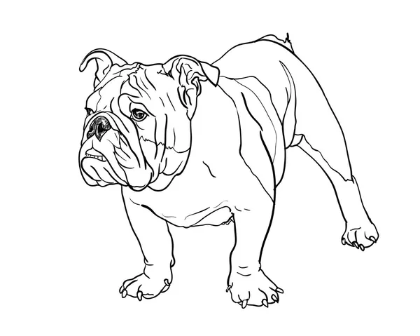 Jonge bulldog — Stockvector