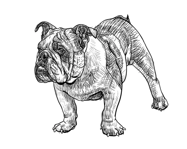 Bulldog joven — Archivo Imágenes Vectoriales